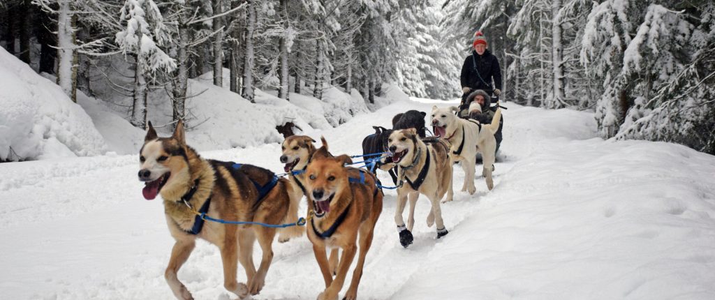 dogsled